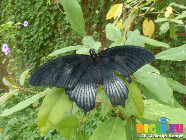 FZ007450 Black butterfly